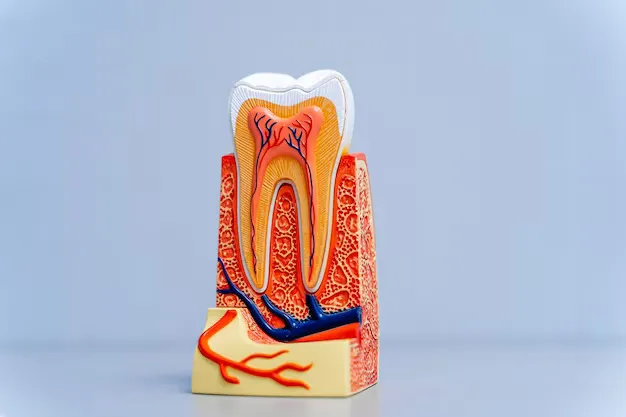 Educational Teeth Model Dentists